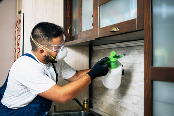 Best Ant Control Services  in Storrs, CT