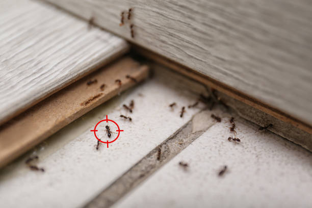 Best Pest Control Near Me  in Storrs, CT