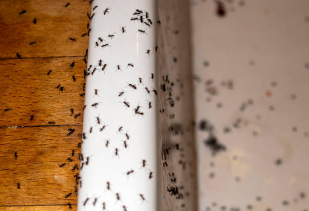 Professional Pest Control in Storrs, CT