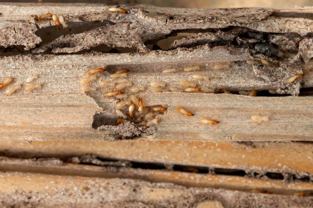 Wildlife Control Services in Storrs, CT
